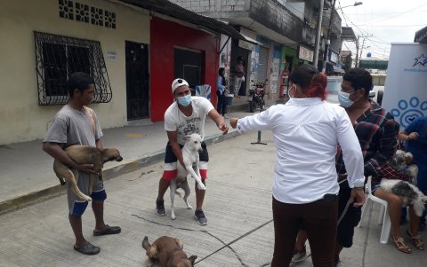 Las mascotas fueron vacunadas contra la rabia, pulgas y garrapatas.
