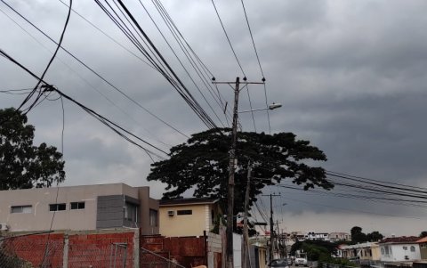 El árbol fue trasladado al Relleno Sanitario de Las Iguanas.