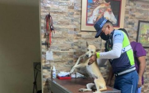 Instante en que la perrita era atendida en la clínica veterinaria.