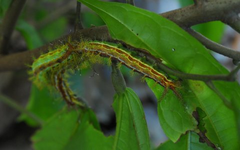 Automeris, se dice que no se alimentan pero su roce causa dolor.ano