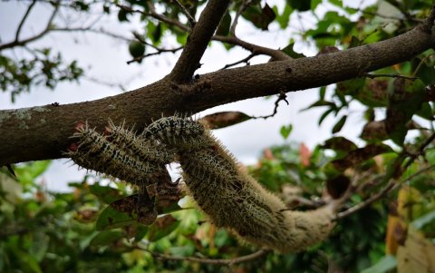 Esta plaga apareció recién este año en Jujan, afectó al agucate y a la guanábana.