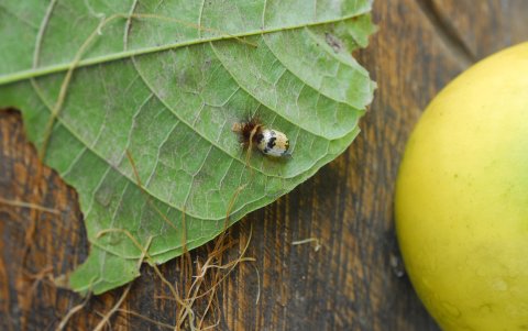 Es raro encontrarlo, menos en poblaciones grandes, tiene un vistoso aspecto.