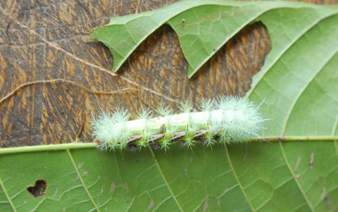 Este gusano es común verlo en las hojas de guanábana y cocao.