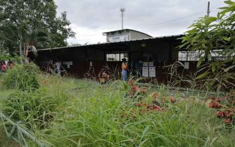 En el colegio José María Egas no se cortó la mala hierba y los ciudadanos que se votaron allí se quejaron de la presencia de los mosquitos y el riesgo de enfermar de dengue.