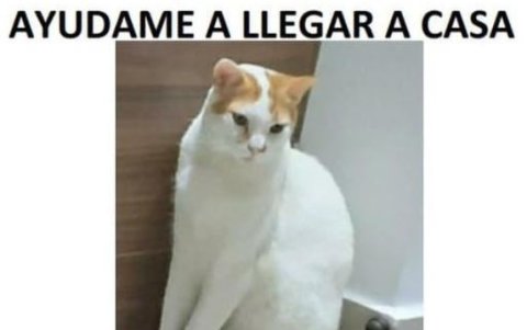 Son muy pocos los animales que logran volver a sus casas.