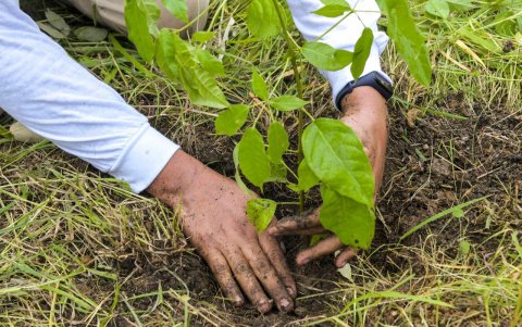 Siembra. Los árboles sembrados son de guayacán.