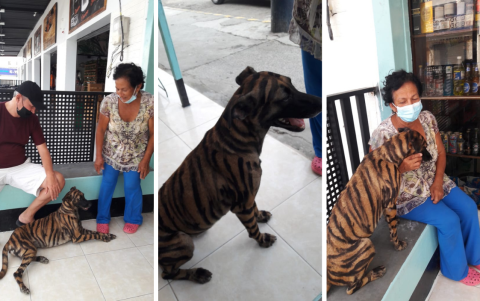 La mascota agrada a quienes la admiran por su rara apariencia, pero a algunos playenses y defensores de animales les choca un poco.