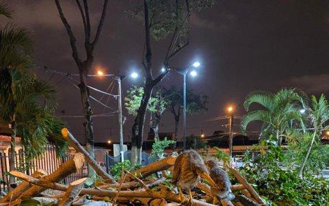 Causa. Hace un año, la poda se ejecutó en una área verde de la ciudadela Guayacanes, al norte.