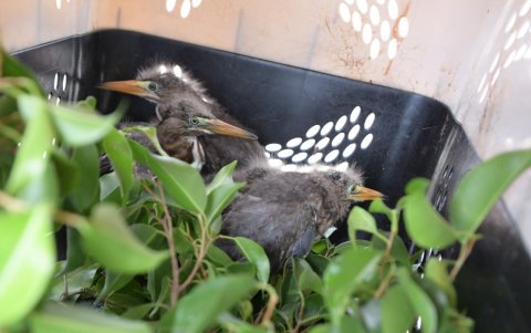 Consecuencia. Polluelos fueron rescatados tras la poda en Guayacanes.