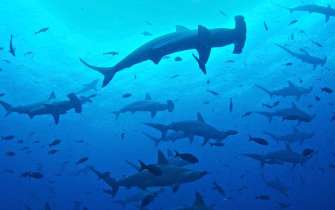 La zona a recorrerse en santuario de especies como los tiburones martillo.