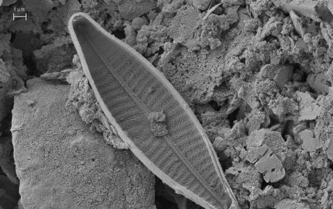 Fotografía cedida por la Universidad Internacional SEK de microscopia electrónica de una navícula (género de algas diatomeas en forma de bote) realizadas en la Universidad de Léon-España. Mientras estudiaban el impacto de la radiación y de otros contaminantes sobre el derretimiento de los glaciares.