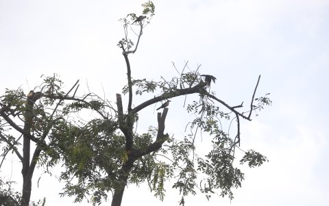 Hecho. Al menos cinco polluelos fueron rescatados.