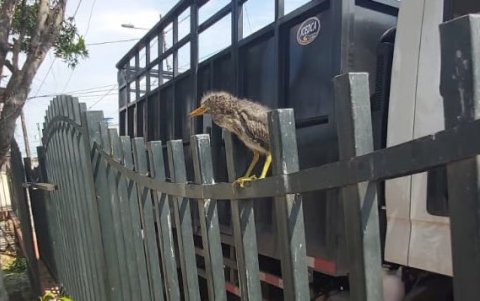 Tras la poda, algunas aves permanecieron en la cerca del parque.