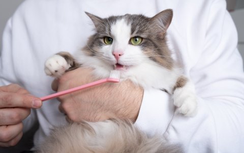 Quienes tienen gatos también deben preocuparse por su cuidado dental.