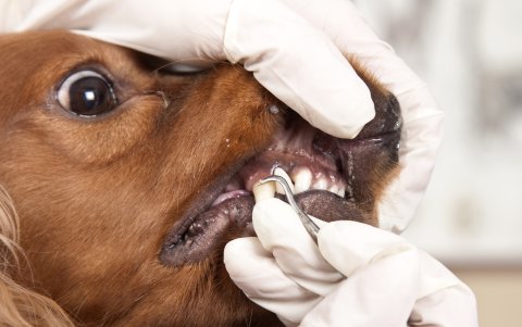 El descuido dental puede llevar al animal a ser sometidos a limpiezas con equipos especiales, bajo anestesia.