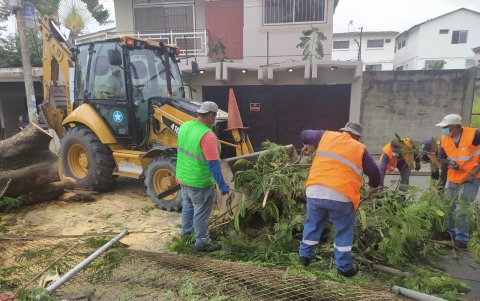 Un grupo de trabajadores retiran las ramas y troncos del árbol que se desplomó en la ciudadela Kennedy.