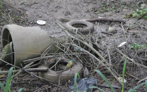 Desechos de todo tipo se encuentran en las orillas del Daule en este sector.