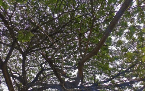 Los árboles de la zona están afectados con pulgón.