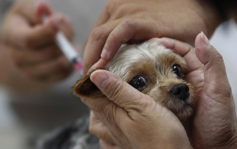 En Rusia se aplica el primer fármaco registrado en el mundo contra la COVID-19 para animales,