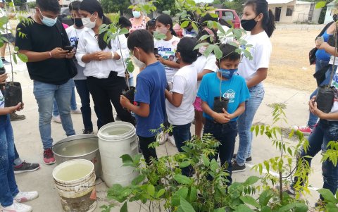 Árboles de varias especies se siembran en las localidades de Santa Elena.