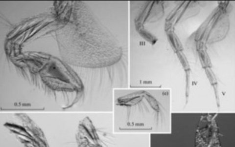 Su nombre se deriva del latín para 