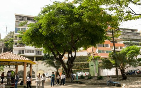 Este es el árbol del que la comunidad y las autoridades se despidieron.
