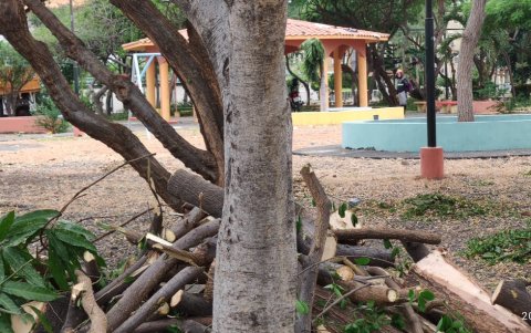 Trabajo. Las tareas de limpieza se ejecutaron hace pocos días.