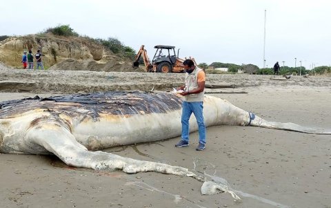 Se coordinó con el GAD Parroquial de Posorja para la disposición final del animal, tal como lo establece el protocolo.