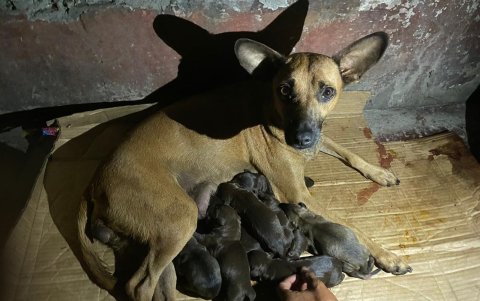 Los voluntarios de la fundación han realizado decenas de rescates.