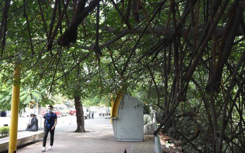 Algunas zonas urbanas preservan el manglar. Otras, como el suburbio o Urdesa, lo echaron completa o parcialmente.