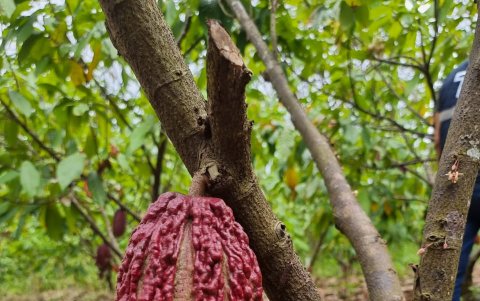 Los detalles y colores que logra capturar la cámara del S21 Ultra se notan tanto en primeros planos como en planos amplios.