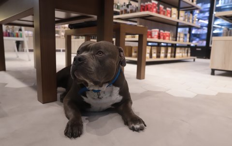 OHM y Prot Inn se caracterizan por ser 'pet friendly'