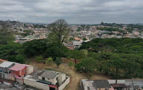 Área. En el espacio se encuentran árboles nativos, patrimoniales y otras especies.