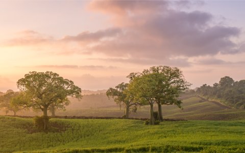 Ecuador es cuna de materias primas, es así que Young Living ha creado la exclusiva esencia “One Heart”.