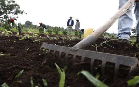 Trabajo.- En la finca demostrativa hay un huerto y árboles, además del monocultivo del arroz.