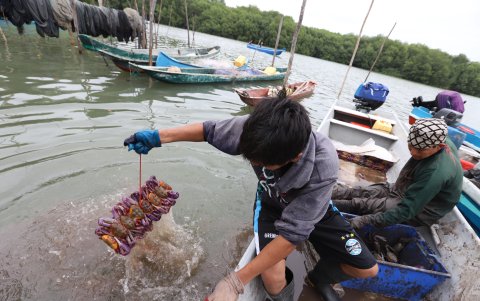 Un cangrejero muestra un atado del crustáceo en el Golfo de Guayaquil.
