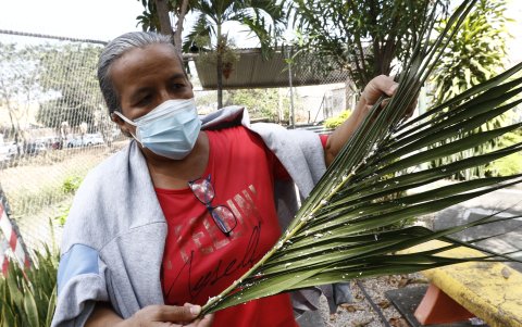 Ambiente. Las plagas en los árboles también han aterrizado en esta ciudadela. Esperan que sean rescatadas.