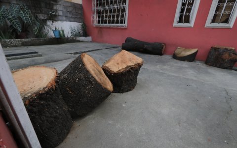 Otra de las imágenes de uno de los árboles que se talaron. Estaban en el exterior de las casas.