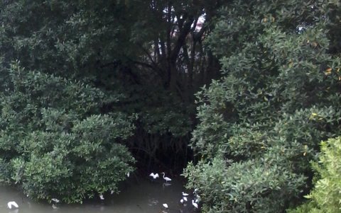 Una bandada de garzas en el manglar a la altura de la ciudadela Kénnedy, en el norte de Guayaquil.