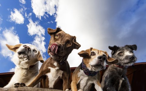 Andrea hace fotografías de las mascotas en estudio, pero también en exteriores.