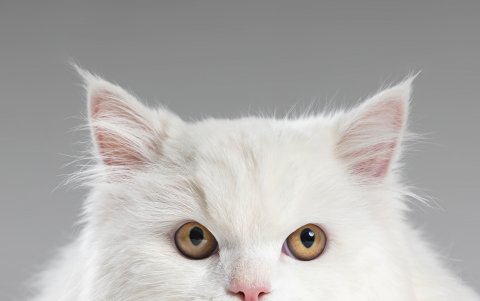 Los gatos son parte de sus clientes favoritos. Ha aprendido a captar su atención.