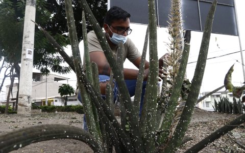 Óscar Aguirre es estudiante de Ingeniería en Agronomía de la Universidad de Guayaquil y se ha sumado a la campaña. Él planifica hacer la segunda parte del estudio que ahora realiza Daniela Inga.