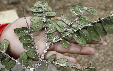 Así se ve uno de los árboles infectados con la cochinilla en el parque del 8, en la III etapa de la Alborada.