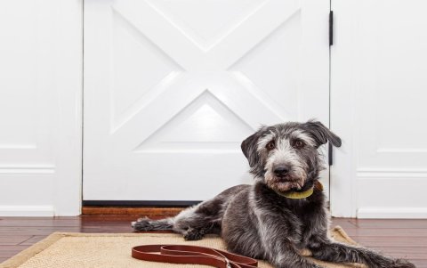 Es mejor sacar al animal de paseo, cuando esté tranquilo y no ansioso.