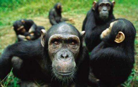 El descubrimiento atestigua el primer caso conocido de convivencia en el tiempo de dos grandes simios en Europa.