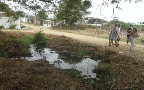 Este es el charco de aguas negras que rodea uno de los samanes centenarios del vecindario.