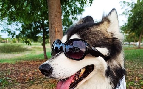 Los perros de estas razas atraen las miradas a su paso.