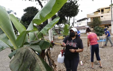 Daniela Inga, egresada de Agronomía, ayuda a salvar un árbol de la plaga la cochinilla en el parque del 8, en la tercera etapa de la Alborada.