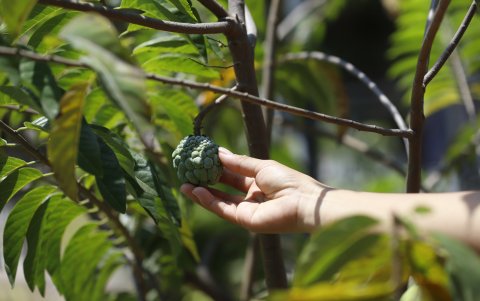 Efecto. diferentes partes del área verde para plantar árboles que hoy por hoy ya han dado frutos.