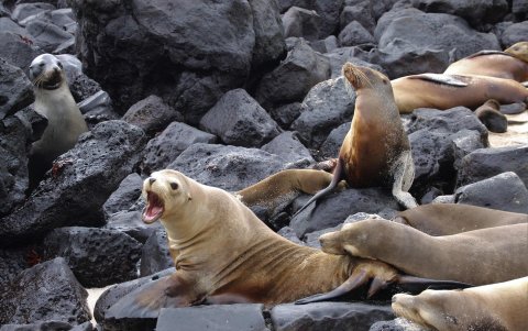 Una manada de lobos marinos fue registrada en Playa Mann, frente a los laboratorios de la USFQ, en isla de San Cristóbal (archipiélago de las Galápagos, Ecuador).